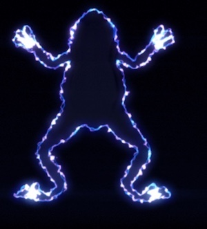 bioelectric frog image