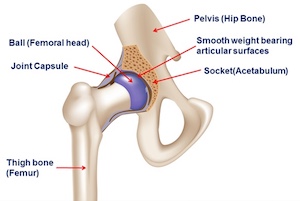 hip joint picture