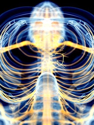 vagus nerve in yellow